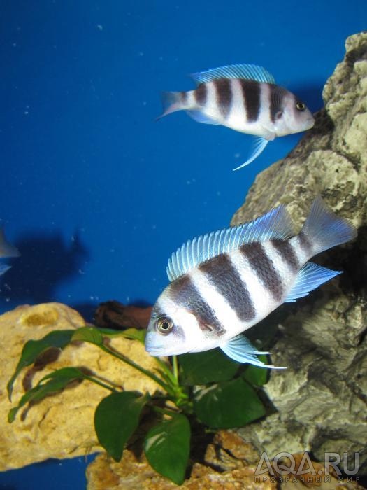 Cyphotilapia frontosa 'blue zaire Kitumba' 5 месяцев