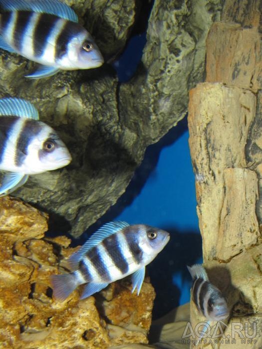 Cyphotilapia frontosa 'blue zaire Kitumba' 5 месяцев