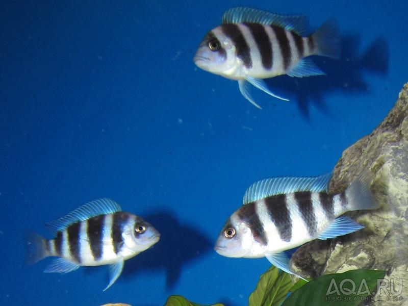 Cyphotilapia frontosa 'blue zaire Kitumba' 5 месяцев