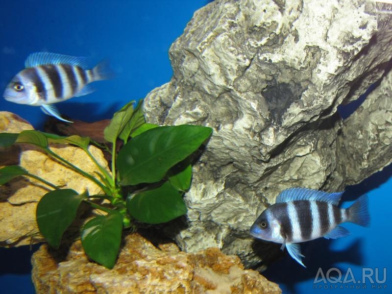 Cyphotilapia frontosa 'blue zaire Kitumba' 5 месяцев