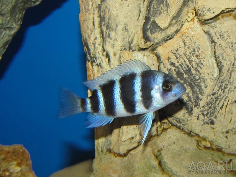 Cyphotilapia frontosa 'blue zaire Kitumba' 5 месяцев