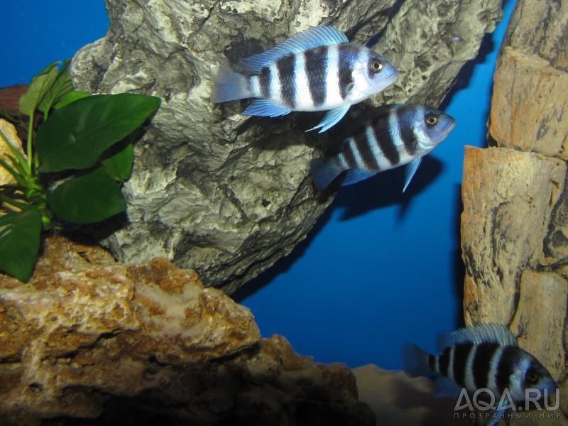 Cyphotilapia frontosa 'blue zaire Kitumba' 5 месяцев