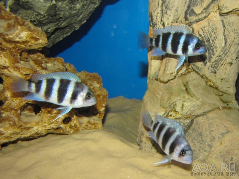 Cyphotilapia frontosa 'blue zaire Kitumba' 5 месяцев