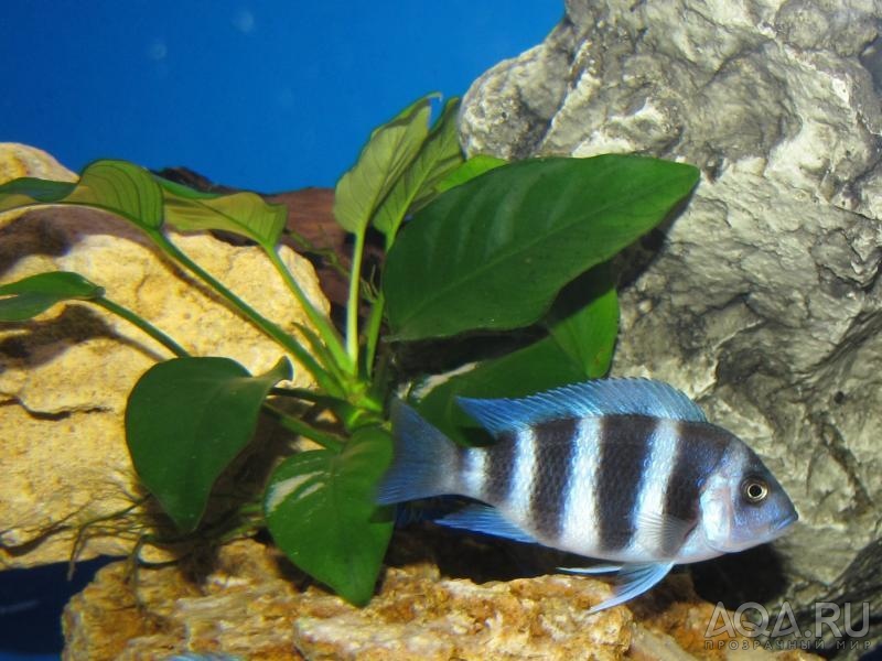 Cyphotilapia frontosa 'blue zaire Kitumba' 5 месяцев