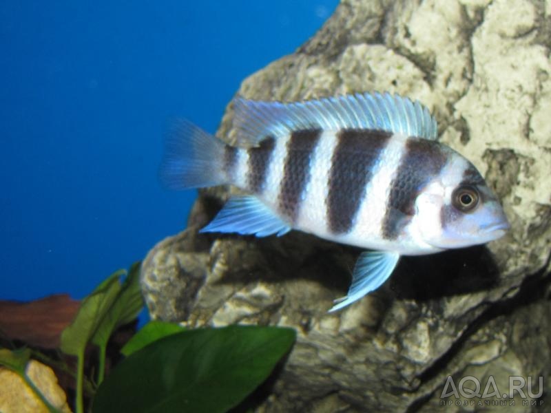 Cyphotilapia frontosa 'blue zaire Kitumba' 5 месяцев