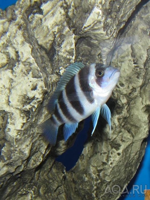 Cyphotilapia frontosa 'blue zaire Kitumba' 5 месяцев