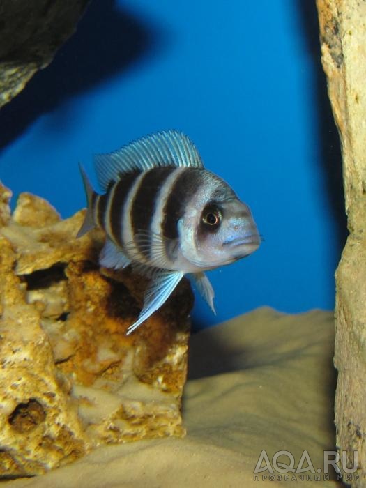 Cyphotilapia frontosa 'blue zaire Kitumba' 5 месяцев