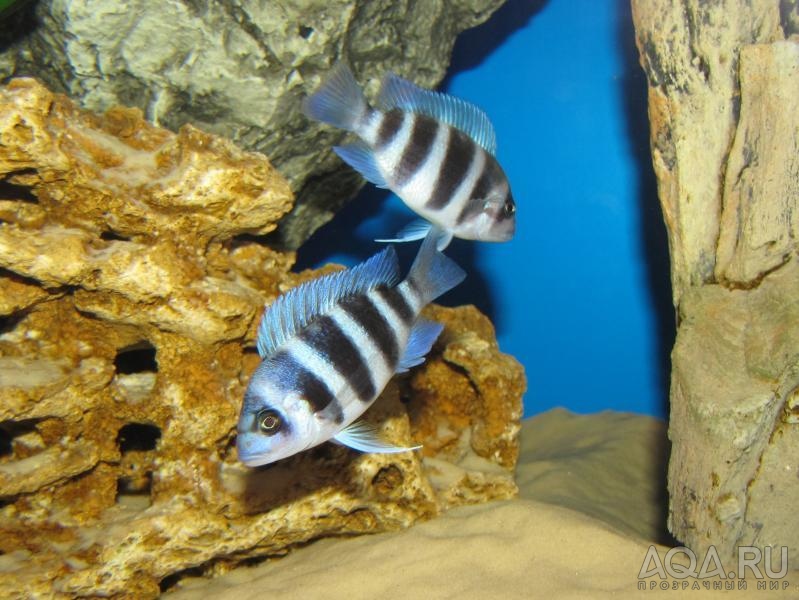 Cyphotilapia frontosa 'blue zaire Kitumba' 5 месяцев