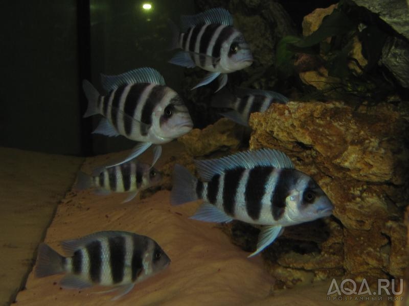 Cyphotilapia frontosa 'blue zaire Kitumba'