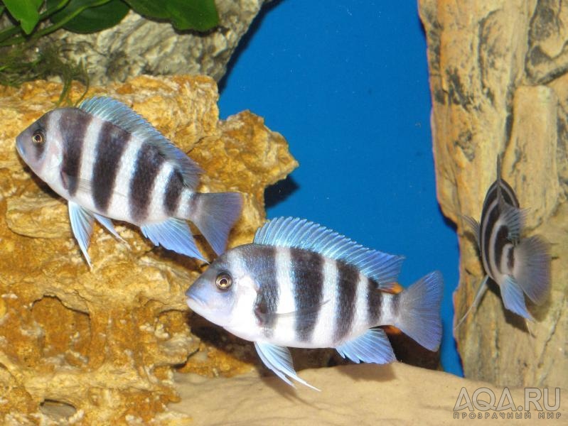 Cyphotilapia frontosa 'blue zaire Kitumba'