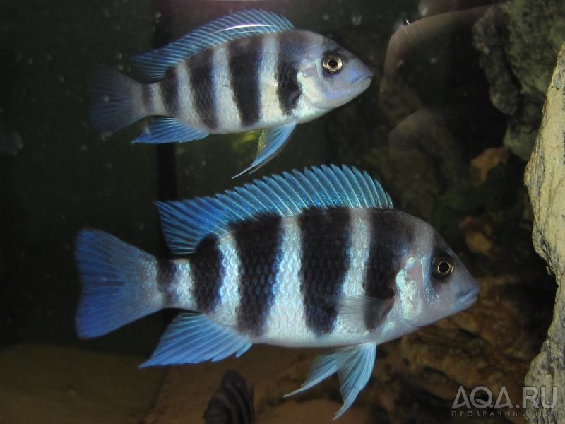 Cyphotilapia frontosa 'blue zaire Kitumba'