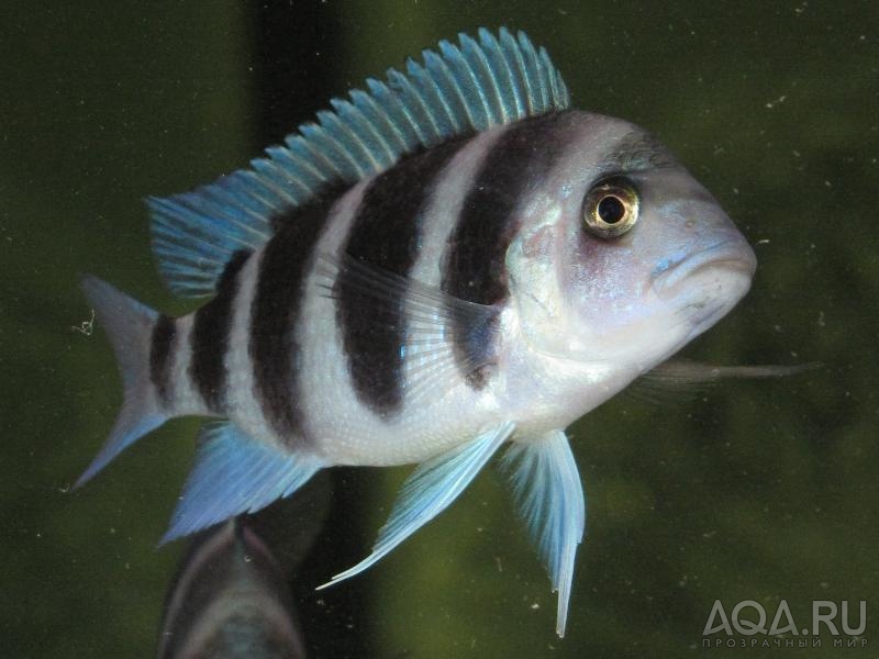 Cyphotilapia frontosa 'blue zaire Kitumba'