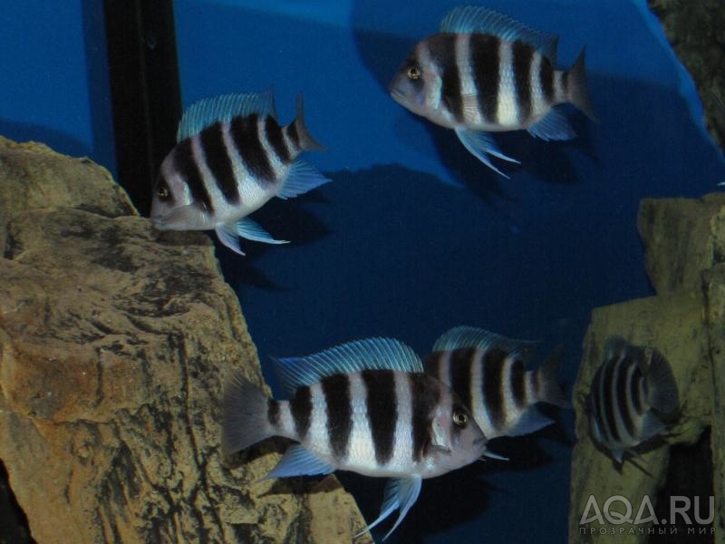 Cyphotilapia frontosa 'blue zaire Kitumba'