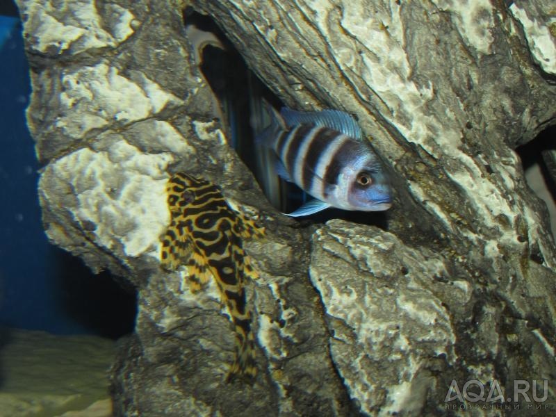 Cyphotilapia frontosa 'blue Zaire Kitumba' F1