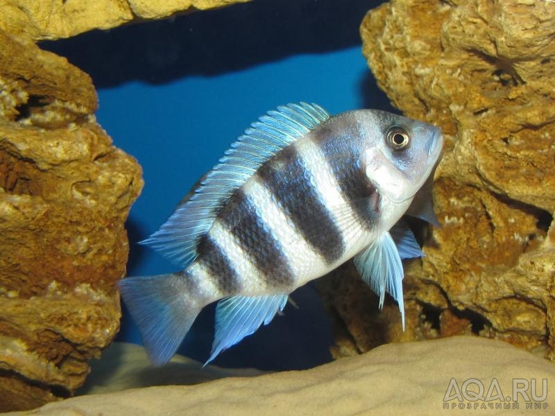 Cyphotilapia frontosa 'blue Zaire Kitumba' F1