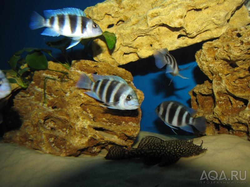 Cyphotilapia frontosa 'blue Zaire Kitumba' F1