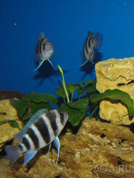 Cyphotilapia frontosa 'blue Zaire Kitumba' F1