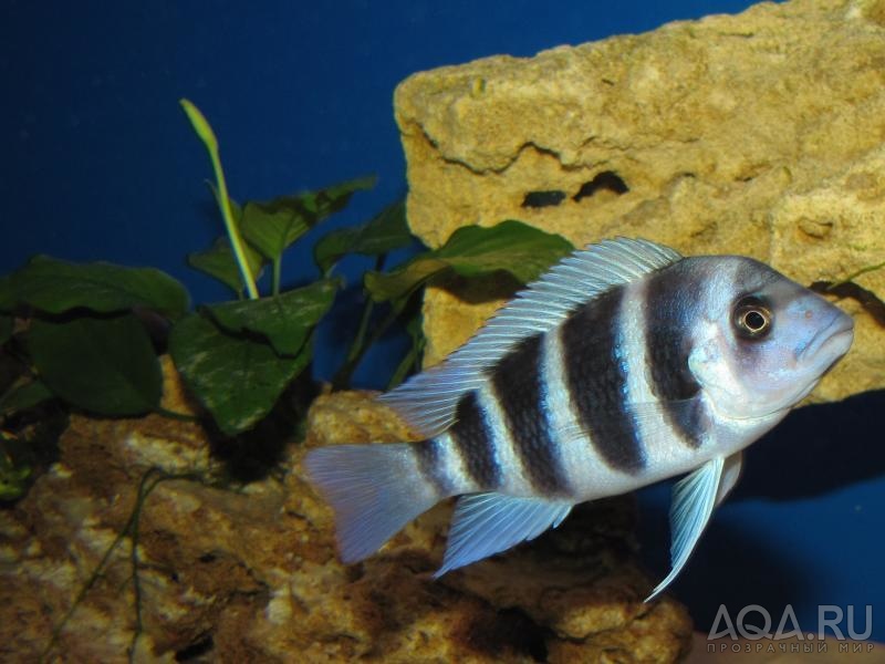 Cyphotilapia frontosa 'blue Zaire Kitumba' F1