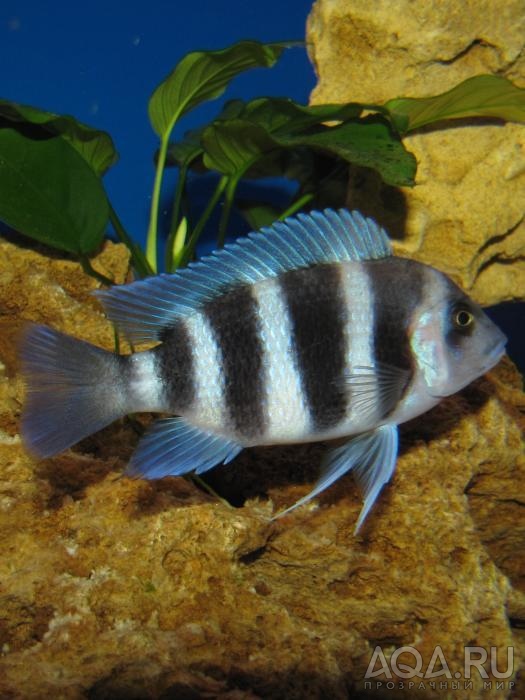 Cyphotilapia frontosa 'blue Zaire Kitumba' F1