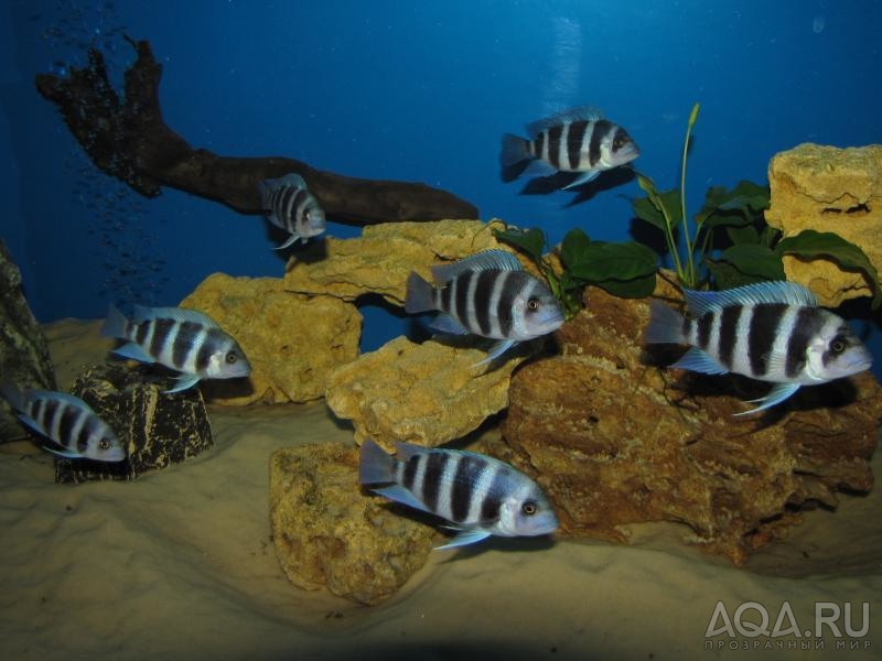 Cyphotilapia frontosa 'blue Zaire Kitumba' F1