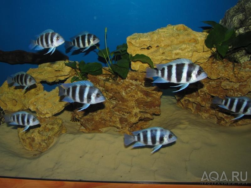 Cyphotilapia frontosa 'blue Zaire Kitumba' F1