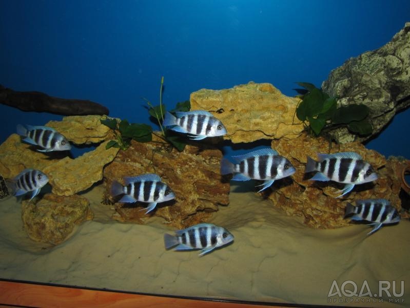 Cyphotilapia frontosa 'blue Zaire Kitumba' F1