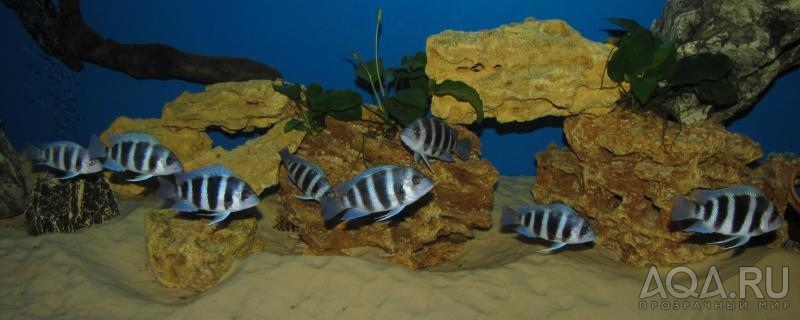 Cyphotilapia frontosa 'blue Zaire Kitumba' F1