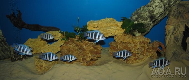 Cyphotilapia frontosa 'blue Zaire Kitumba' F1