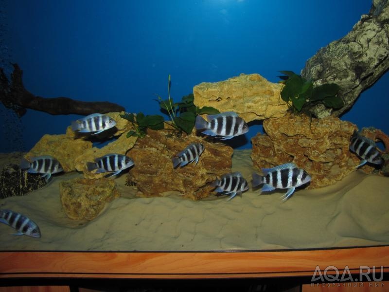 Cyphotilapia frontosa 'blue Zaire Kitumba' F1