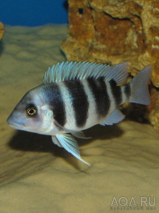 Cyphotilapia frontosa 'blue Zaire Kitumba' F1