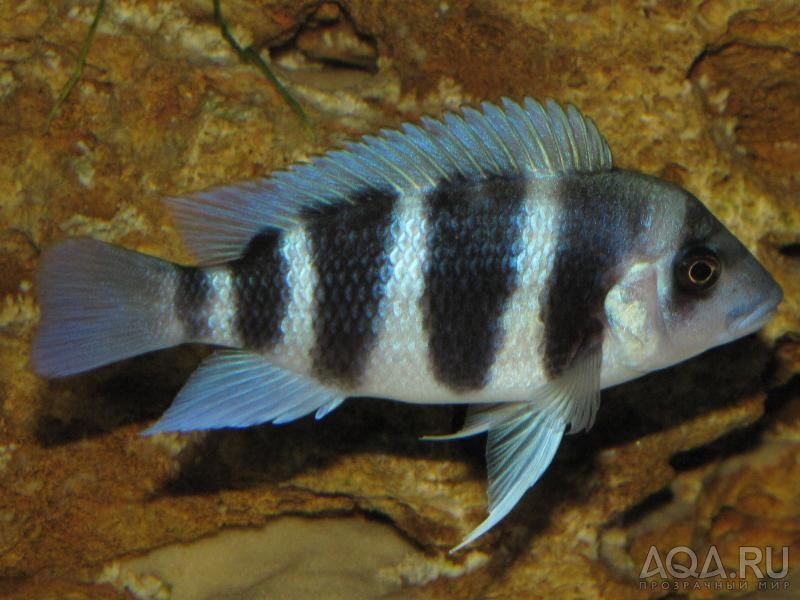 Cyphotilapia frontosa 'blue Zaire Kitumba' F1