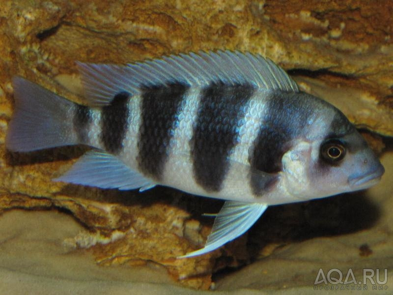 Cyphotilapia frontosa 'blue Zaire Kitumba' F1