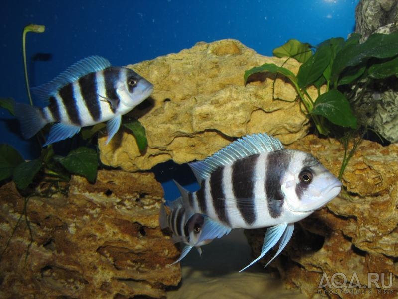 Cyphotilapia frontosa 'blue Zaire Kitumba' F1