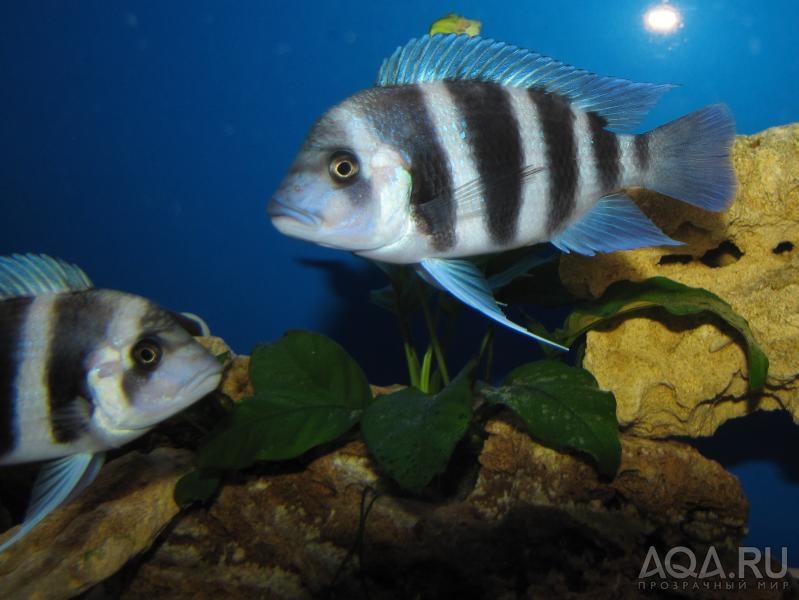 Cyphotilapia frontosa 'blue Zaire Kitumba' F1