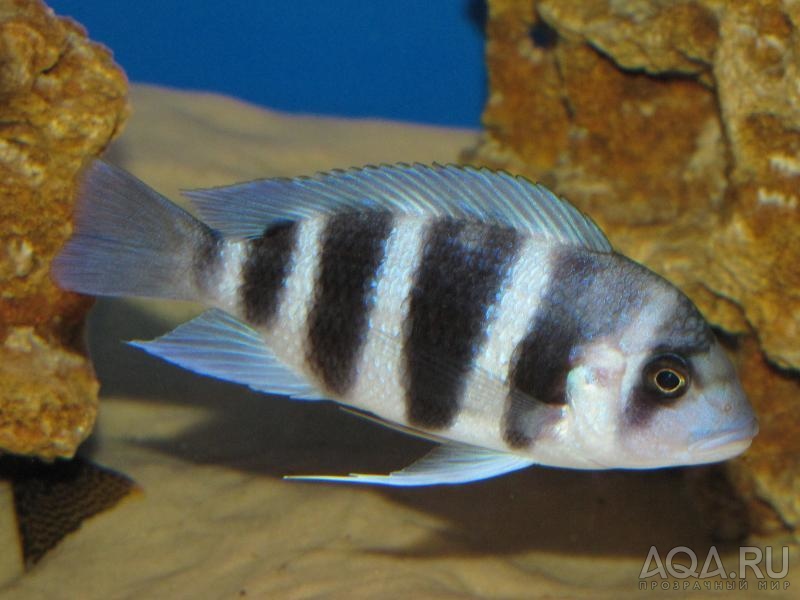 Cyphotilapia frontosa 'blue Zaire Kitumba' F1