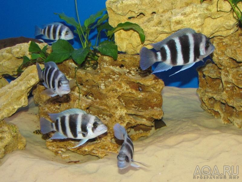 Cyphotilapia frontosa 'blue Zaire Kitumba' F1