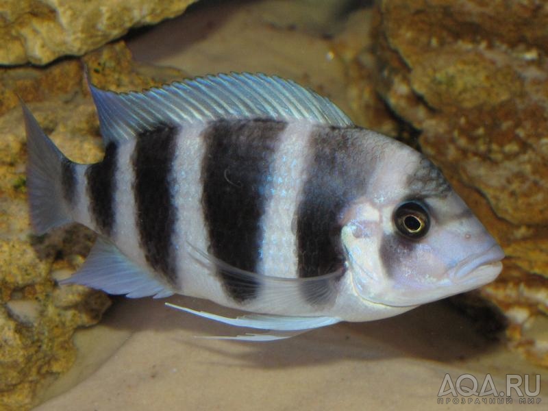 Cyphotilapia frontosa 'blue Zaire Kitumba' F1