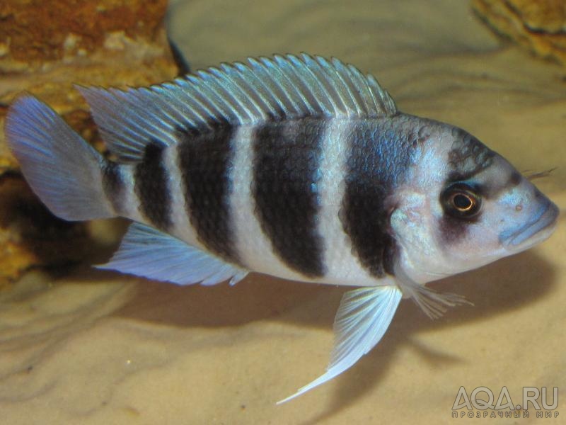 Cyphotilapia frontosa 'blue Zaire Kitumba' F1