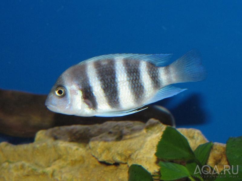 Cyphotilapia frontosa 'blue Zaire Kitumba' F1