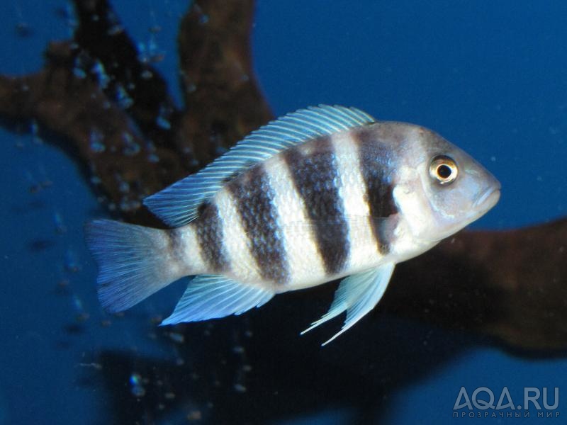 Cyphotilapia frontosa 'blue Zaire Kitumba' F1