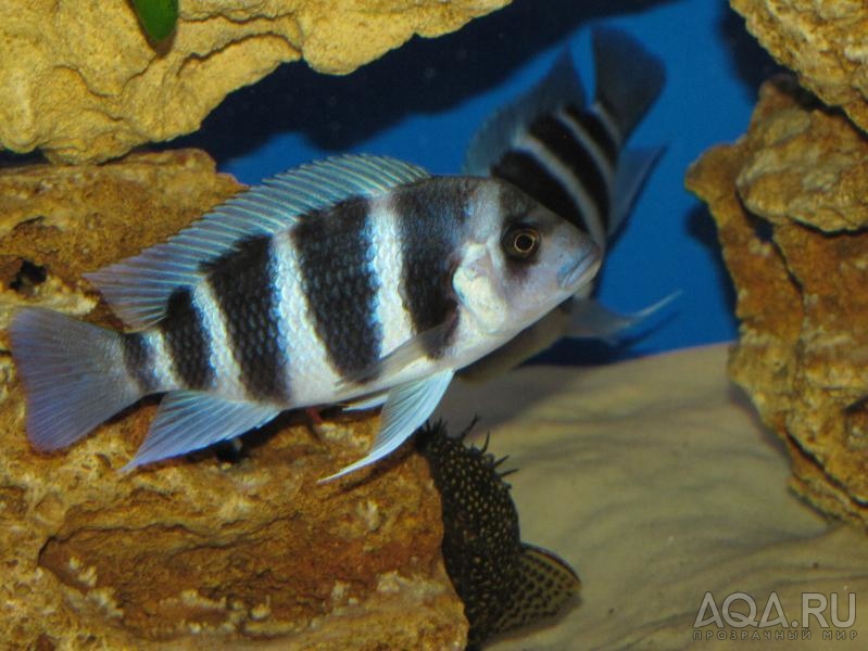 Cyphotilapia frontosa 'blue Zaire Kitumba' F1