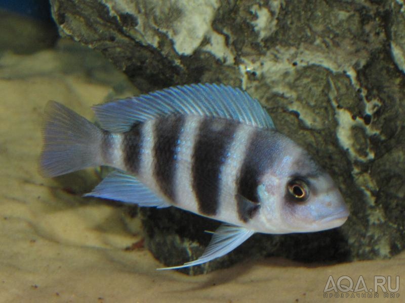 Cyphotilapia frontosa 'blue Zaire Kitumba' F1