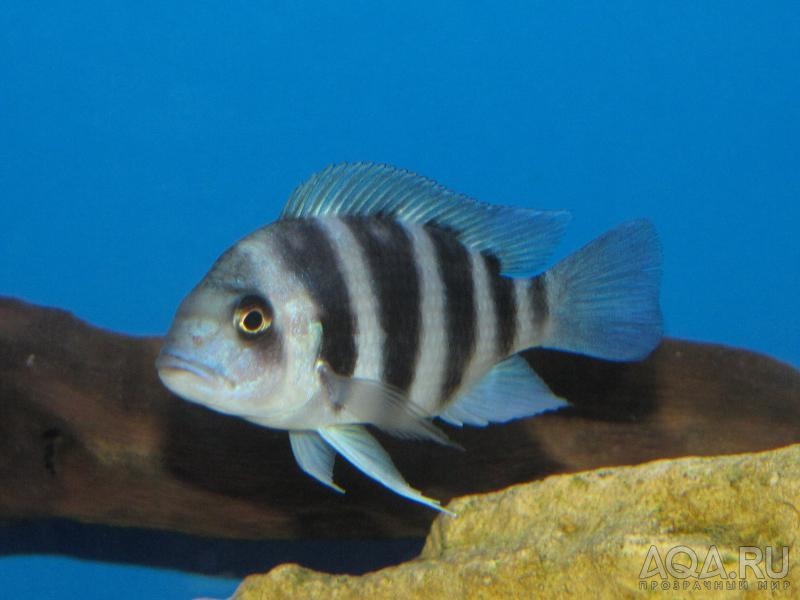 Cyphotilapia frontosa 'blue Zaire Kitumba' F1