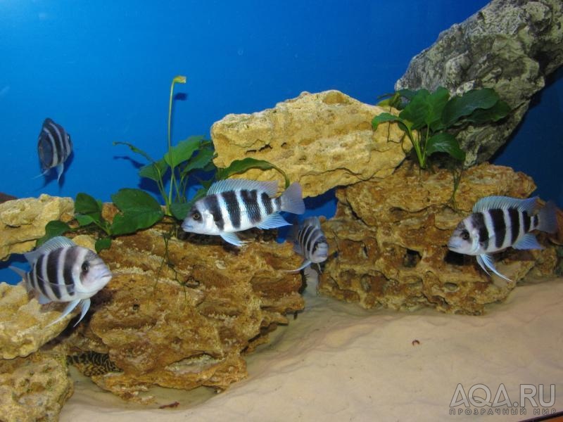 Cyphotilapia frontosa 'blue Zaire Kitumba' F1