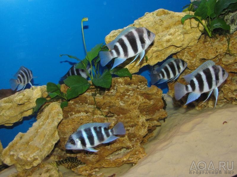 Cyphotilapia frontosa 'blue Zaire Kitumba' F1