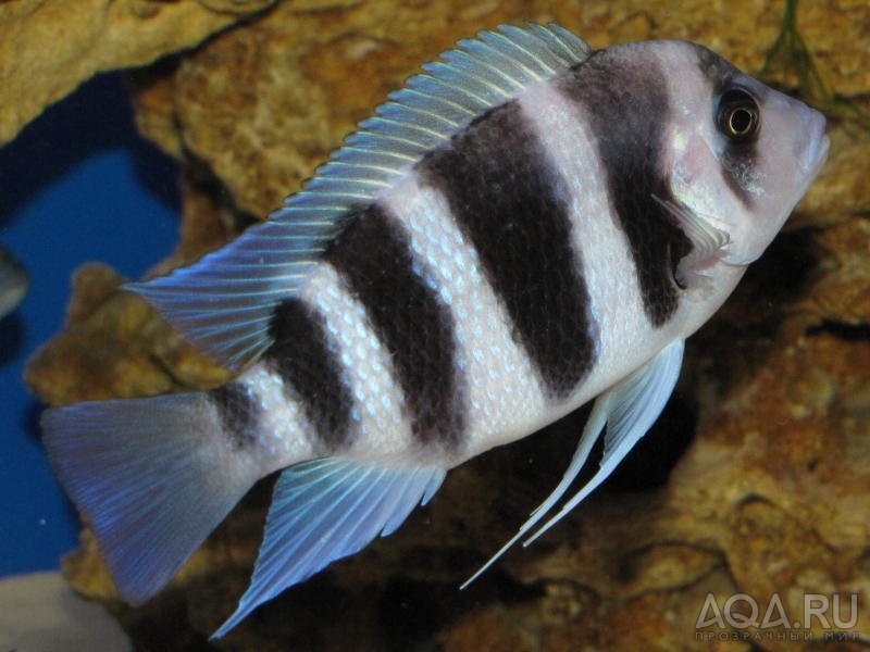 Cyphotilapia frontosa 'blue Zaire Kitumba' F1