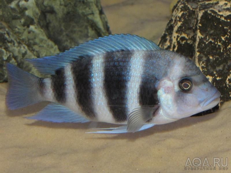 Cyphotilapia frontosa 'blue Zaire Kitumba' F1