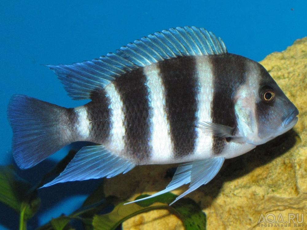 Cyphotilapia frontosa 'blue Zaire Kitumba' F1( 10 месяцев )