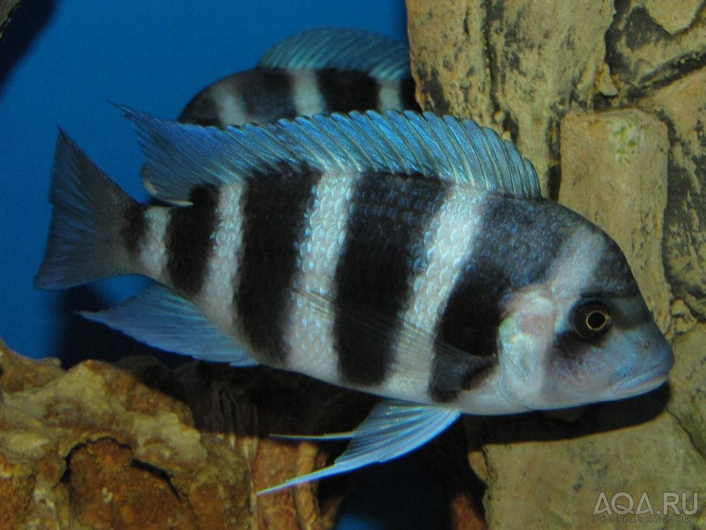 Cyphotilapia frontosa 'blue Zaire Kitumba' F1( 10 месяцев )