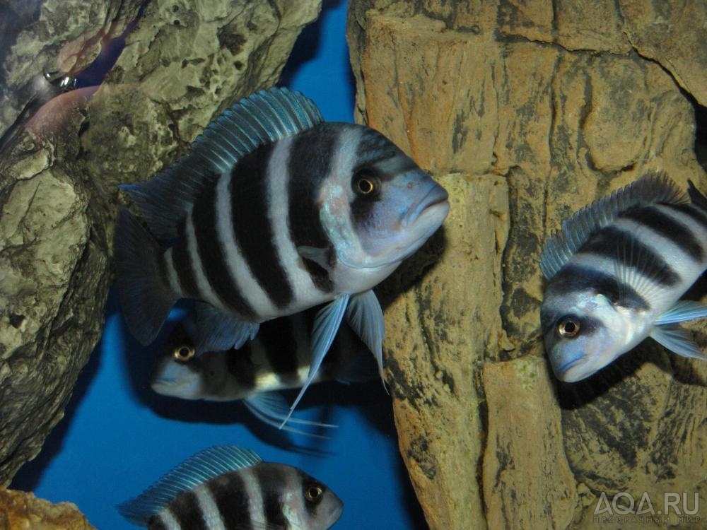 Cyphotilapia frontosa 'blue Zaire Kitumba' F1( 10 месяцев )